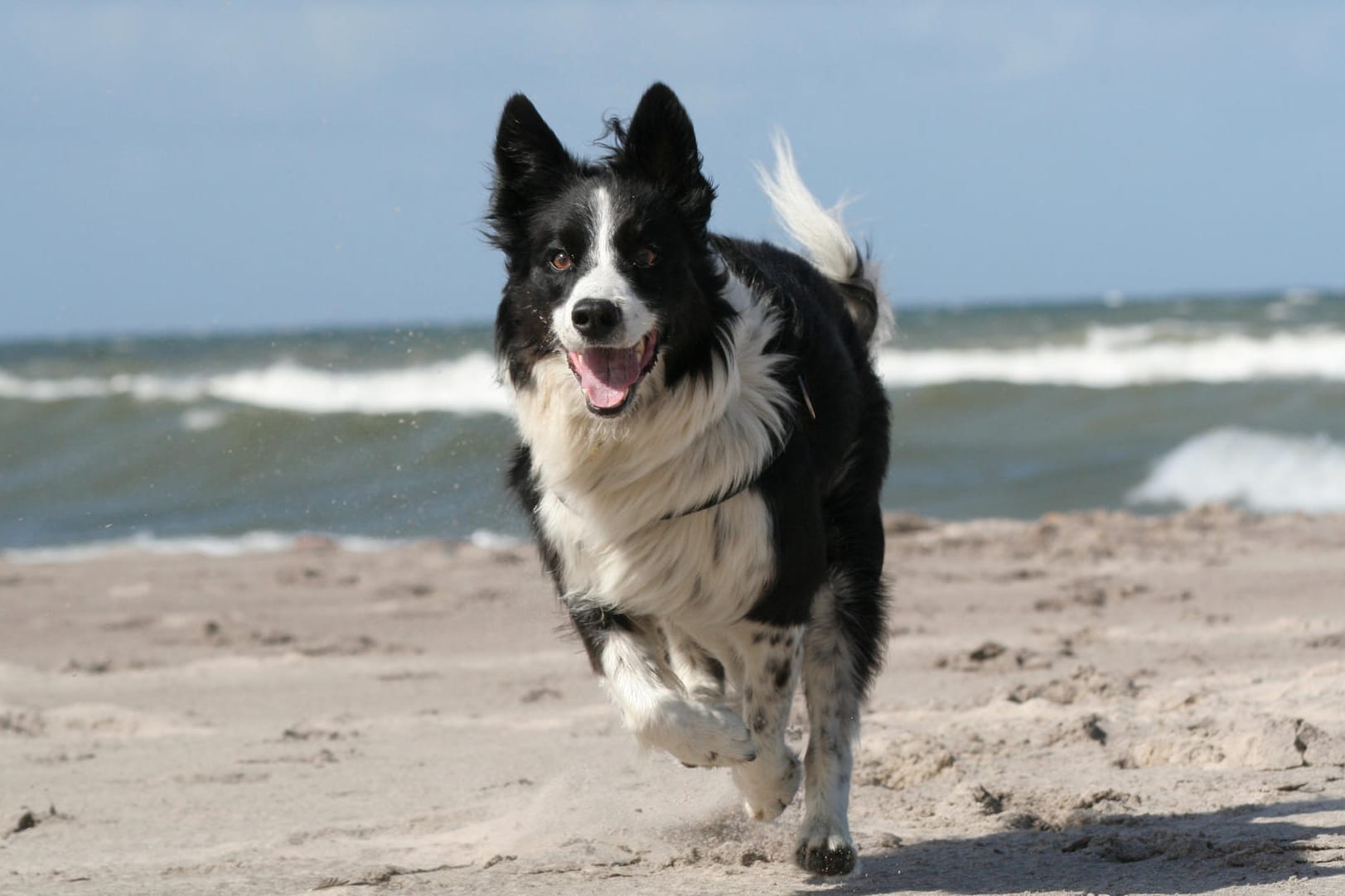 Border-Collie am Strand