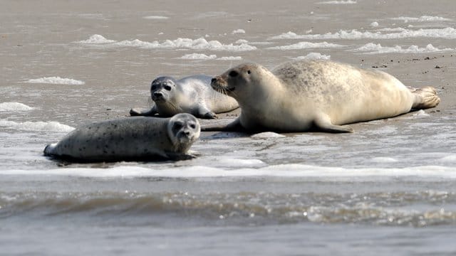 Norderoogsand: Eine Kegelrobbe liegt mit Jungtieren am Strand.