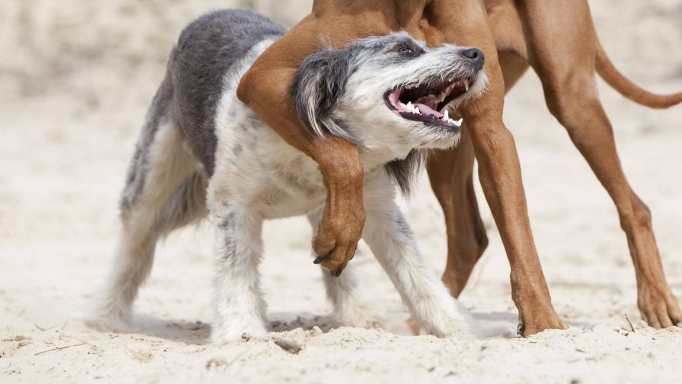 Zwei Hunde am Strand (Symbolbild): Eine 59-Jährige wurde am Chiemsee in einem Nacktbadebereich von einem Hund angegriffen und gebissen.