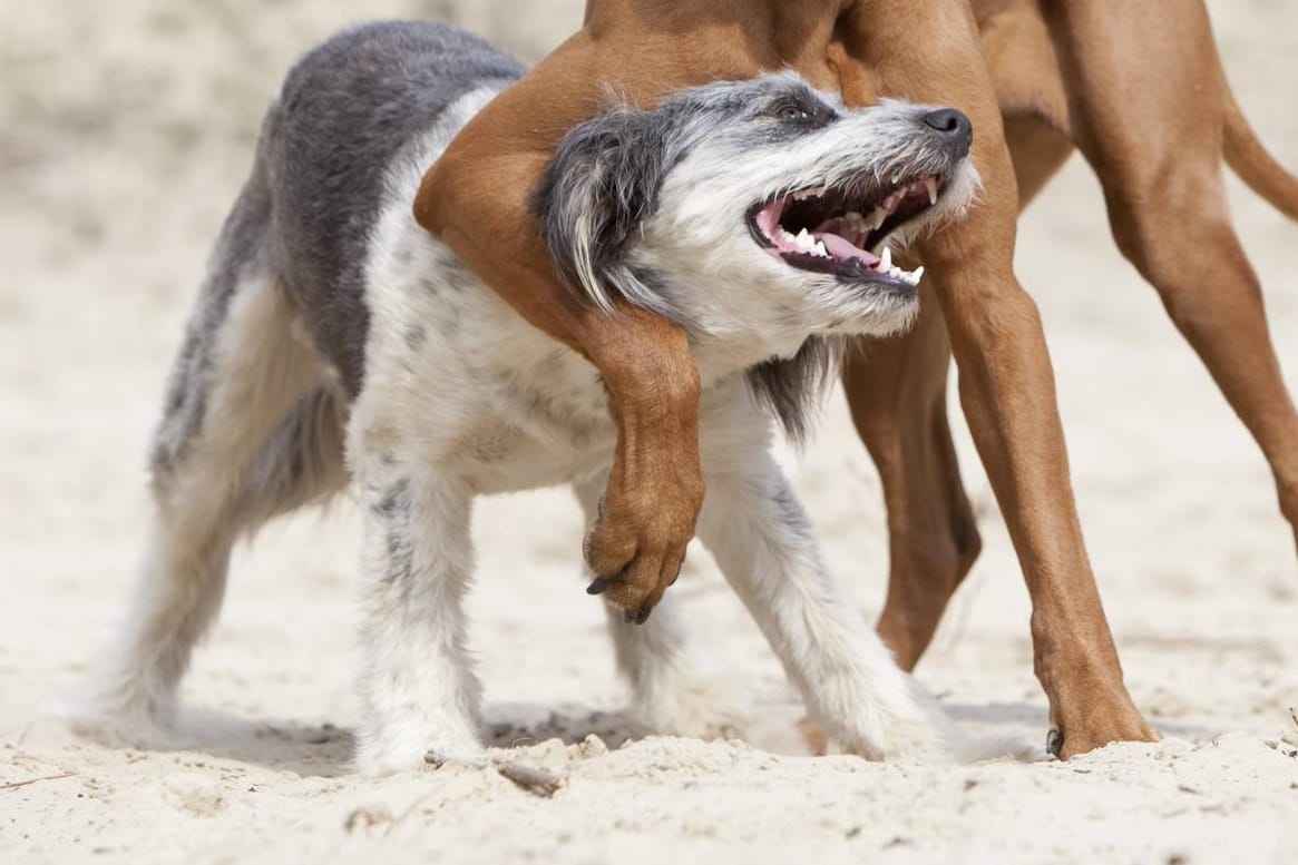 Zwei Hunde am Strand (Symbolbild): Eine 59-Jährige wurde am Chiemsee in einem Nacktbadebereich von einem Hund angegriffen und gebissen.