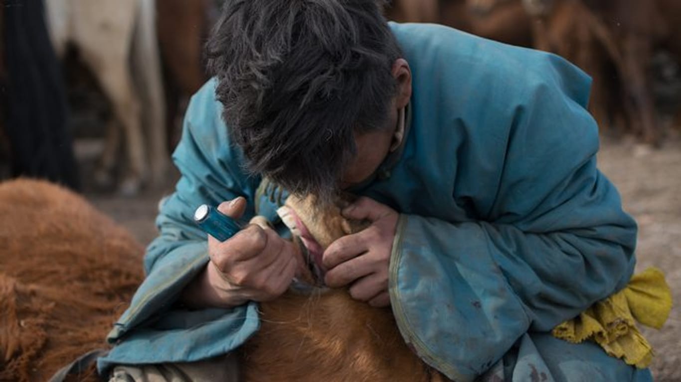 Ein mongolischer Pferdehirte entfernt mit einem Schraubenzieher einen verkümmerten Backenzahn ("Wolfszahn") bei einem jungen Pferd.