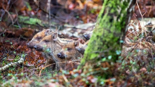 Frischlinge verstecken sich im Unterholz