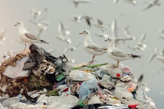 Umweltverschmutzung: Drei Möwen stehen auf einem Berg aus Müll.