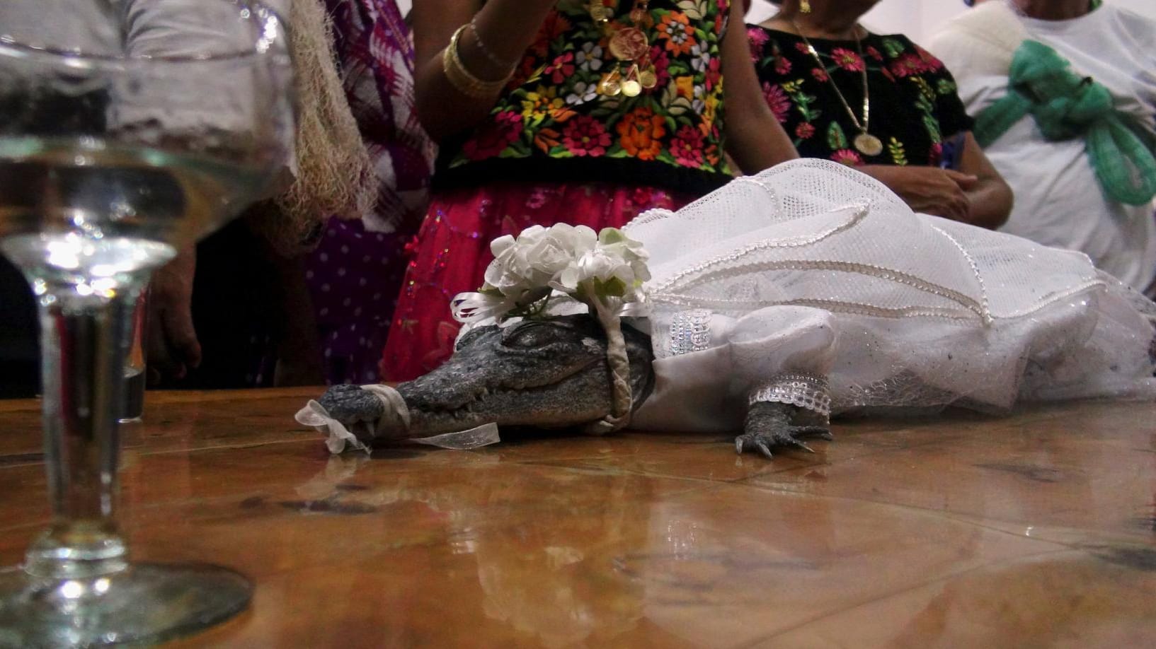Ein Krokodil in traditioneller Brautkleidung in Mexiko: Die Zeremonie ist Bestandteil eines alten Rituals zu Ehren eines Heiligen. Ein Krokodil in traditioneller Brautkleidung in Mexiko: Die Zeremonie ist Bestandteil eines alten Rituals zu Ehren eines Heiligen.
