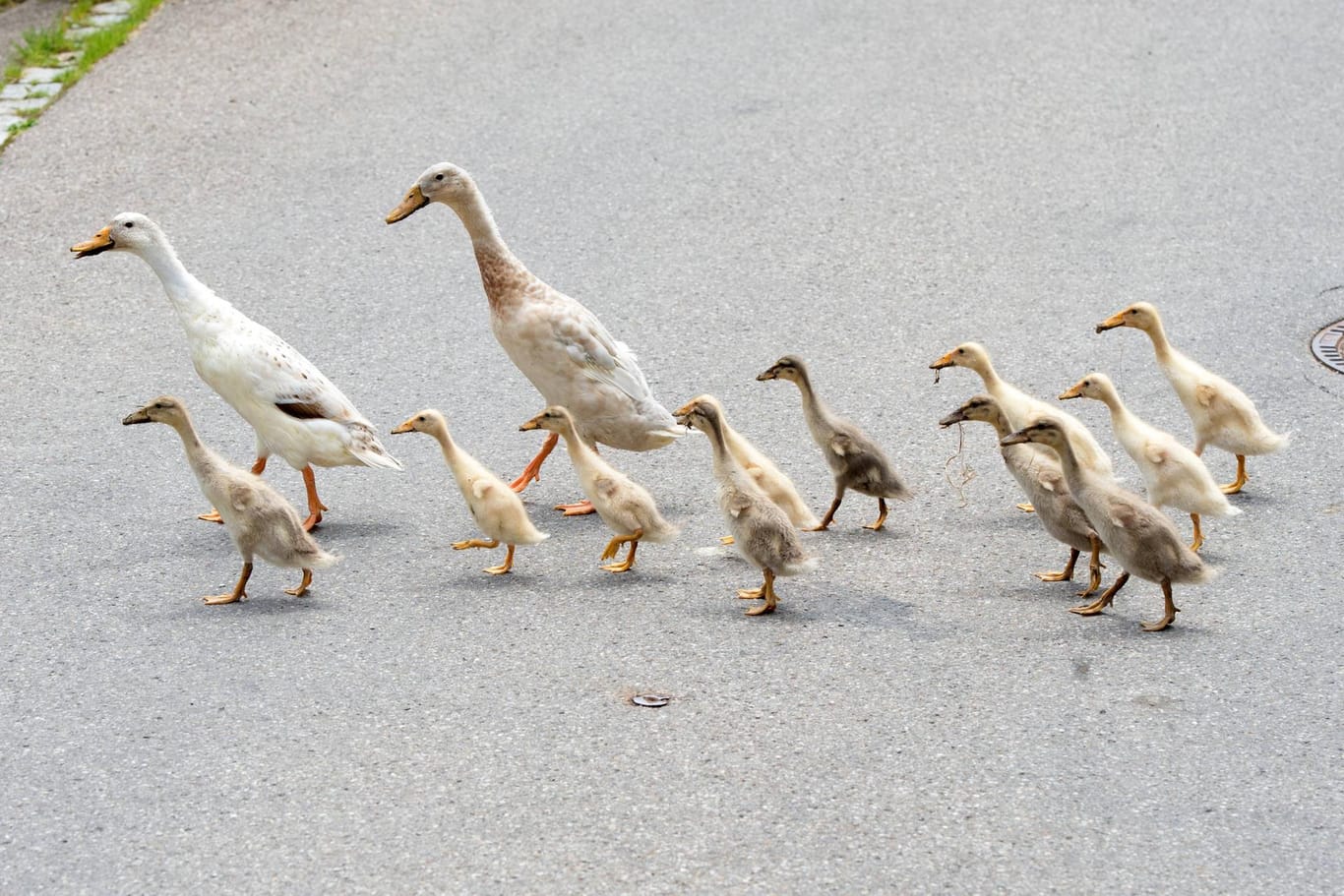 Enten überqueren eine Straße. In Celle hat ein Tierquäler eine Entenfamilie absichtlich überfahren. Nur vier Küken überlebten den Angriff.