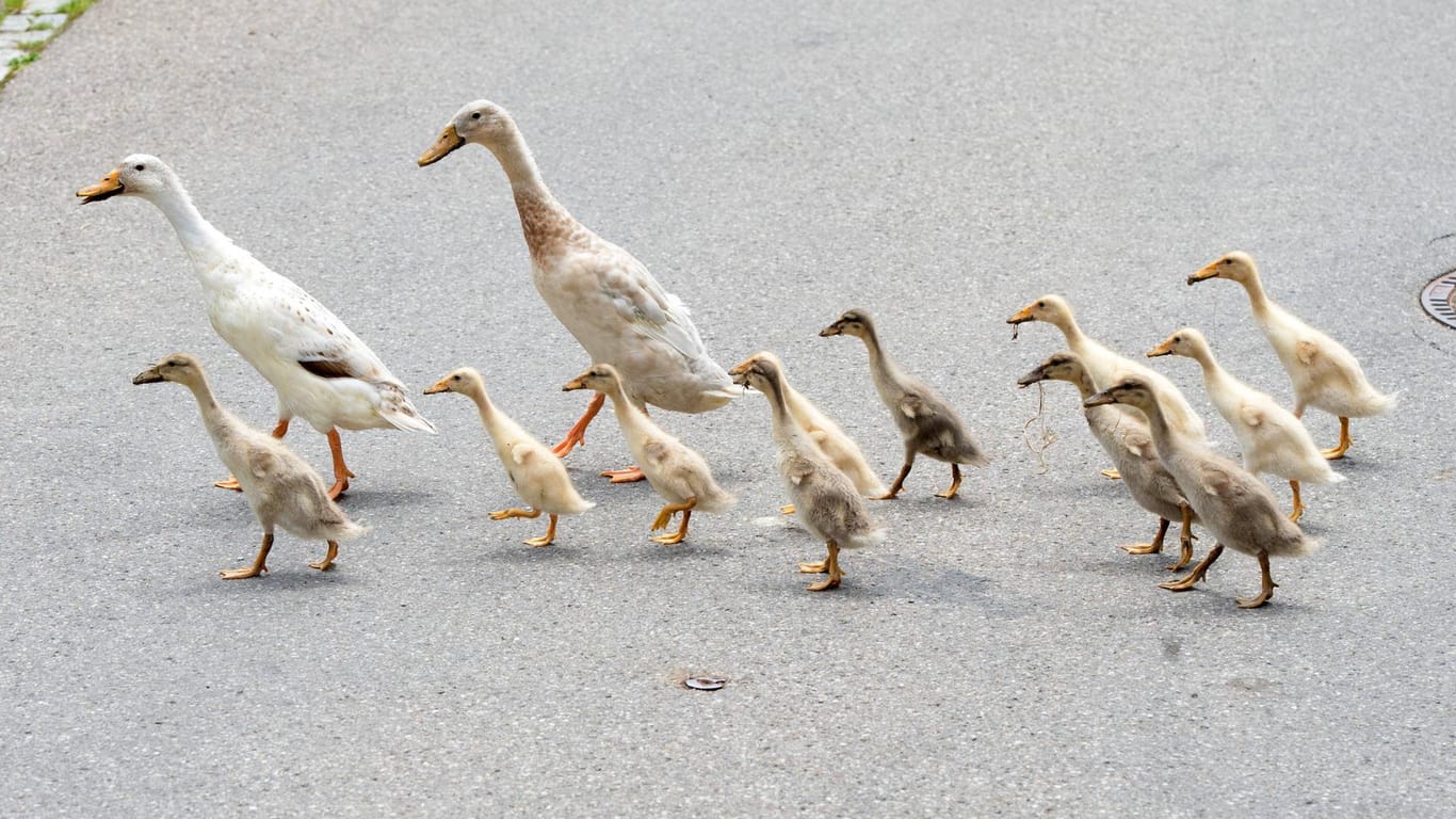 Enten überqueren eine Straße. In Celle hat ein Tierquäler eine Entenfamilie absichtlich überfahren. Nur vier Küken überlebten den Angriff.