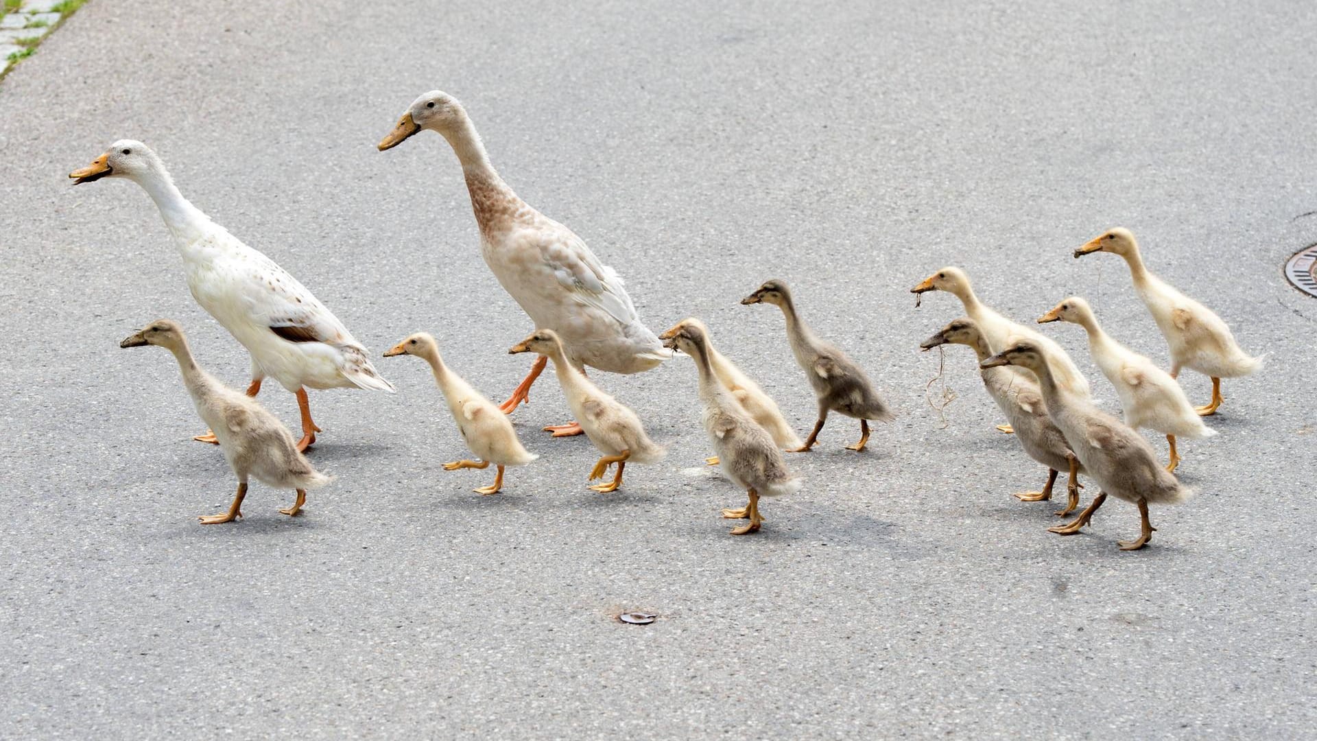 Enten überqueren eine Straße. In Celle hat ein Tierquäler eine Entenfamilie absichtlich überfahren. Nur vier Küken überlebten den Angriff.