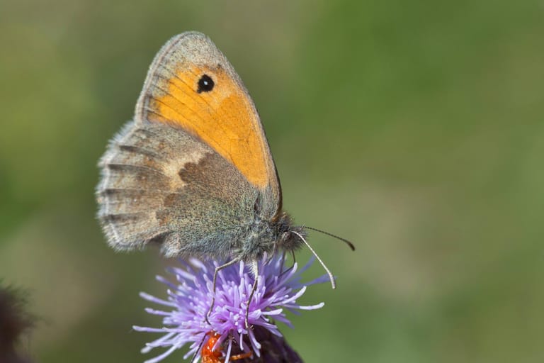 Das Kleine Wiesenvögelchen: Der Schmetterling ruht meist mit zusammengeklappten Flügeln.