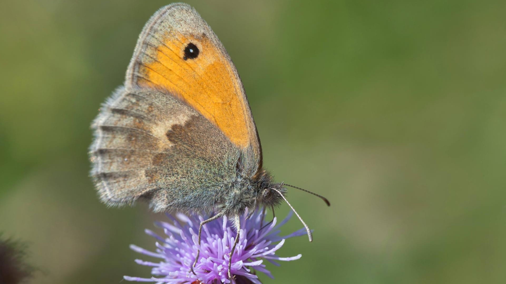 Das Kleine Wiesenvögelchen: Der Schmetterling ruht meist mit zusammengeklappten Flügeln.