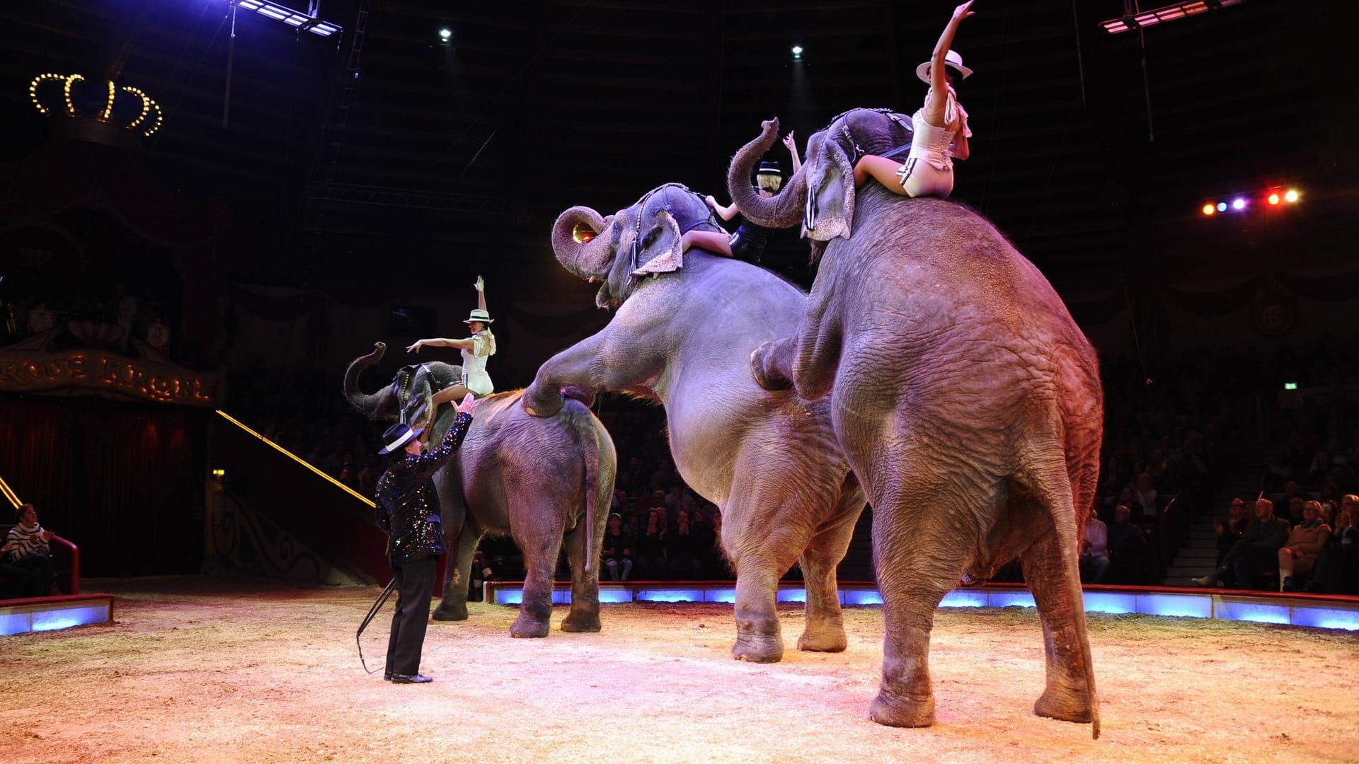 Drei Elefanten in der Manege des Zirkus Krone: In Osnabrück stürzte ein Elefant bei einer Showeinlage mit mehreren Elefanten in den Zuschauerbereich.