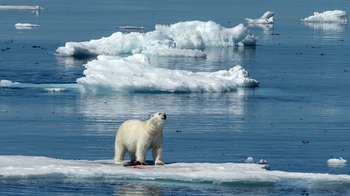 Eisbär in der kanadischen Arktis: Angriffe auf Menschen kommen selten vor.