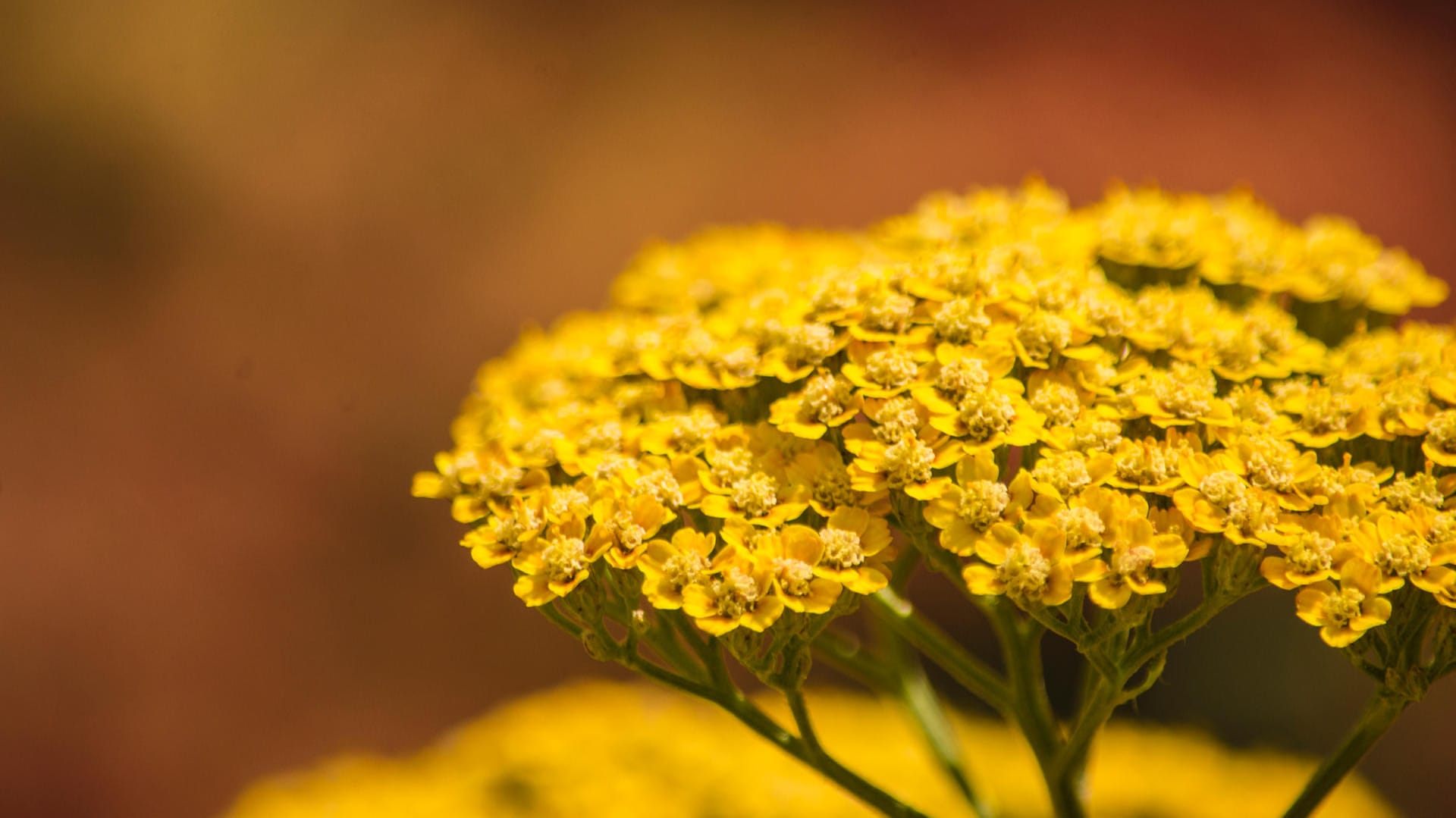 Goldgarbe (Achillea filipendulina): Diese Staude trotzt großer Hitze.