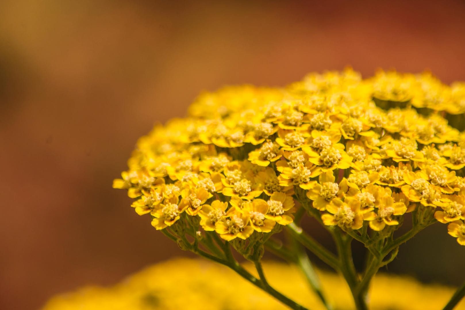 Goldgarbe (Achillea filipendulina): Diese Staude trotzt großer Hitze.