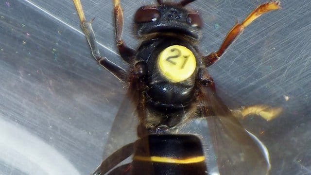 Forscher haben Mini-Sender an Asiatischen Hornissen befestigt und so ihre Nester entdeckt. Forscher haben Mini-Sender an Asiatischen Hornissen befestigt und so ihre Nester entdeckt.
