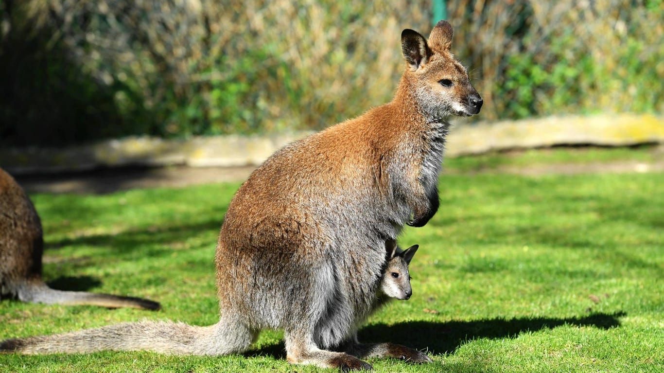 Känguru-Mutter mit Jungtier im Beutel: Nicht nur in Australien gibt es solche Gehege – auch in Meuselwitz in Thüringen findet man die Tiere.