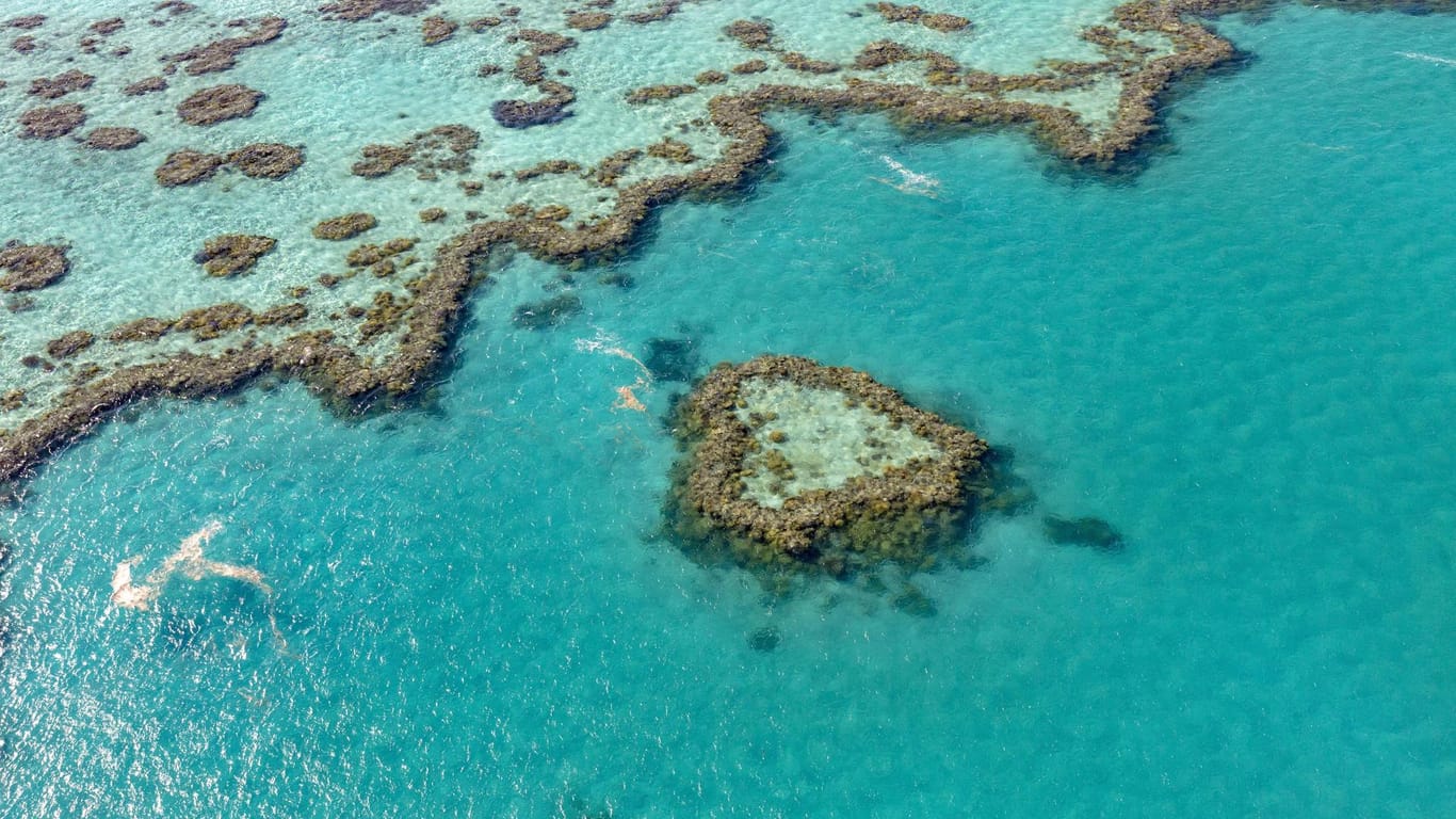 Korallenriff Heart Reef Teil von Hardy Reef Outer Great Barrier Reef Queensland Australien Oze