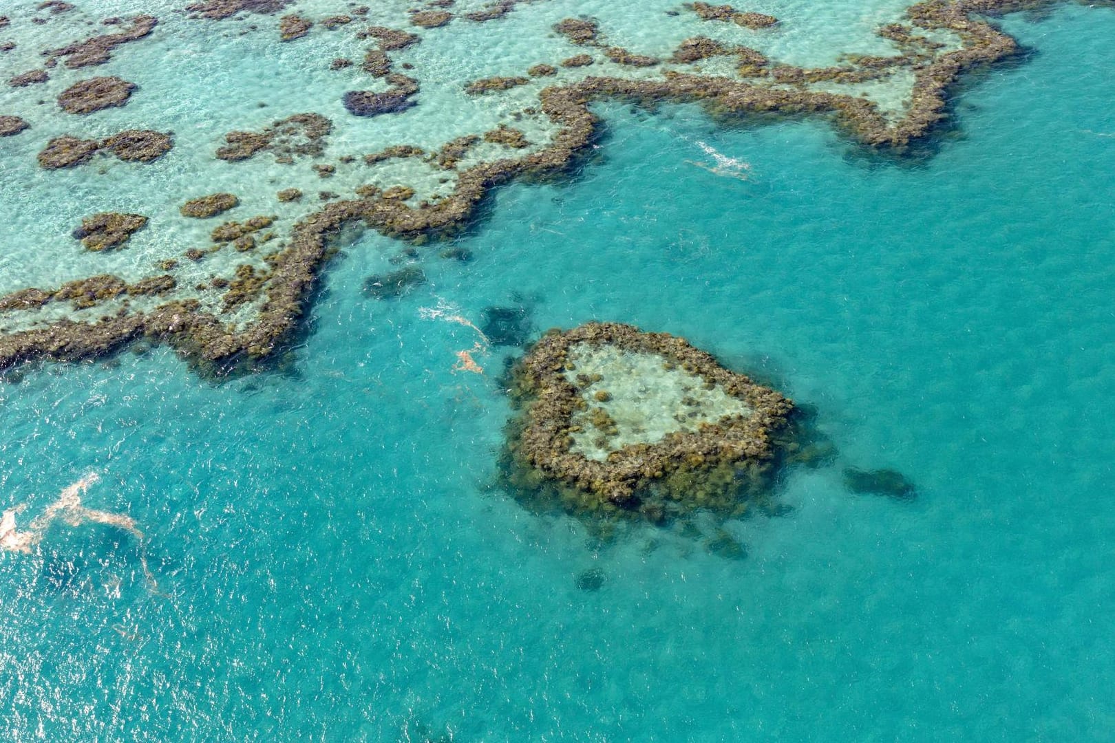 Korallenriff Heart Reef Teil von Hardy Reef Outer Great Barrier Reef Queensland Australien Oze