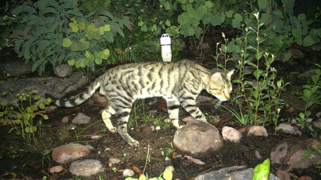 Tierische Einwanderer gefährden heimische Arten.