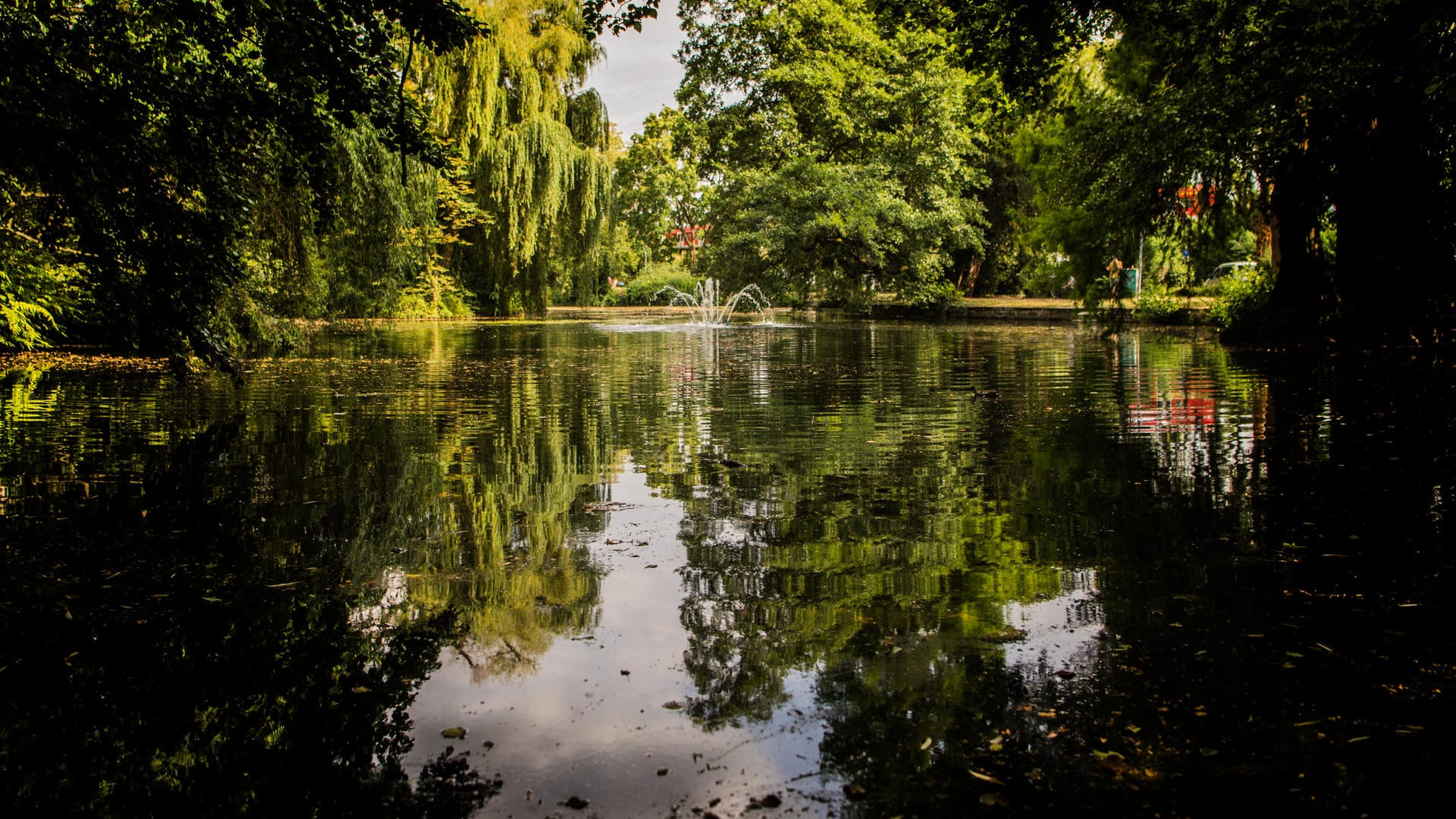 Ein kleiner Weiher in Offenbach: Bis auf einen riesigen Wels ist er entvölkert.