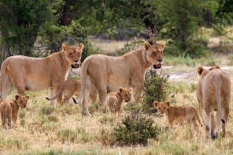 Löwen in Südafrika (Symbolbild): Ein Rudel hat dort in einem Naturreservat mutmaßliche Nashorn-Wilderer gefressen.