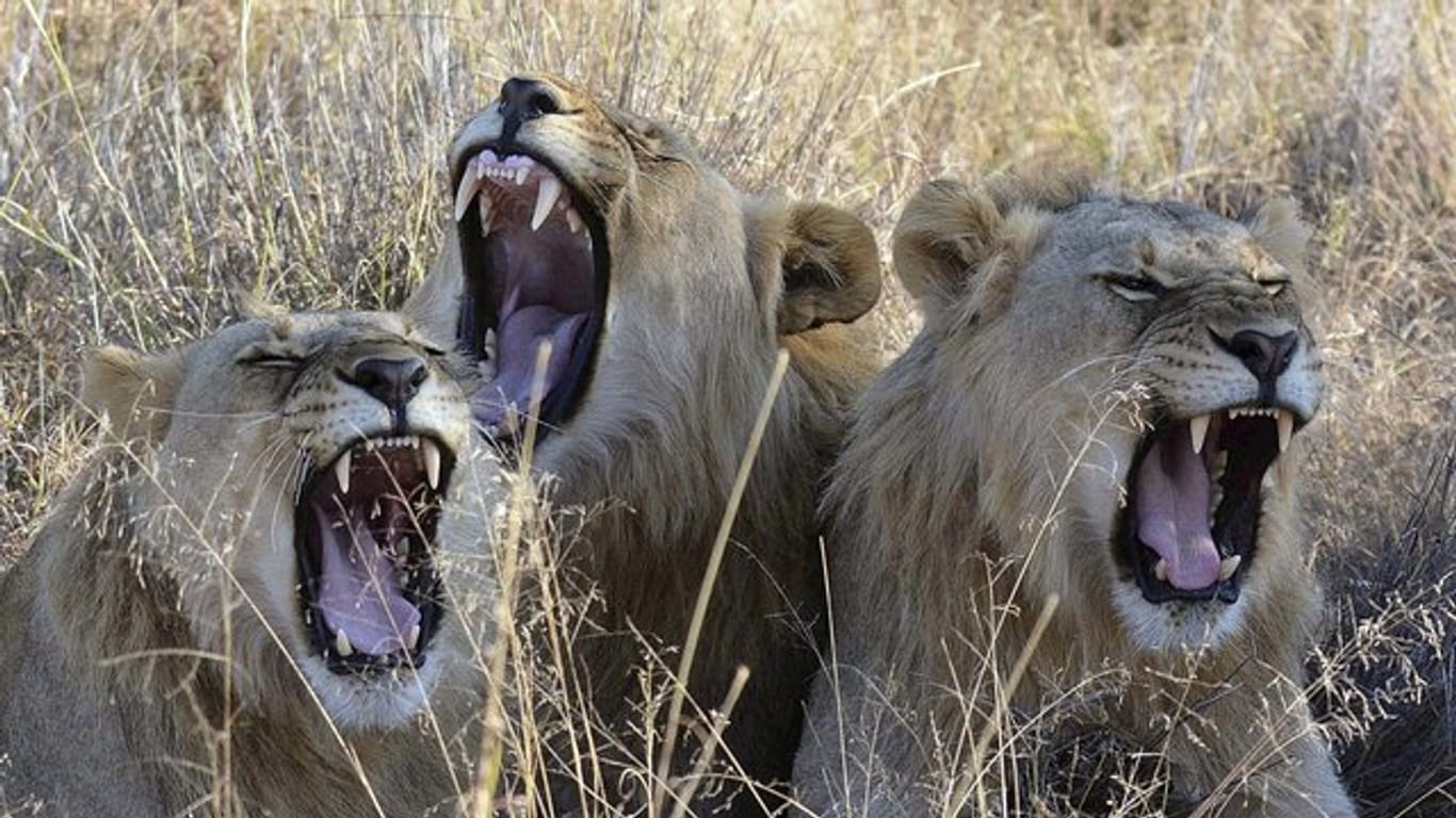 Löwen im Madikwe Park (Südafrika).