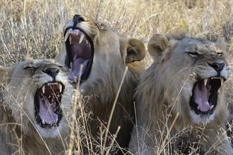 Löwen im Madikwe Park (Südafrika).