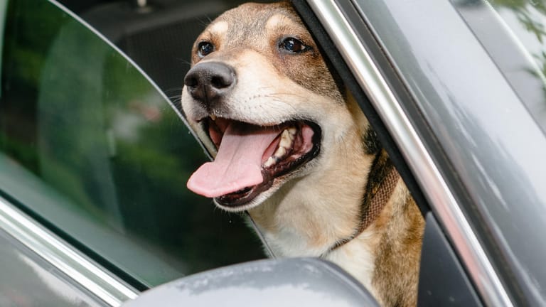 Ein Hund steckt seinen Kopf durch eine geöffnete Autofensterscheibe (Symbolfoto): Tiere sollten bei sommerlichen Temperaturen niemals im Auto zurückgelassen werden.