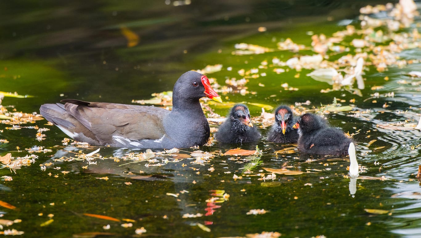 Ein Wasservogel mit Nachwuchs im Weiher: Der Wels könnte verhungern, da er alle Tiere im Gewässer gefressen hat.