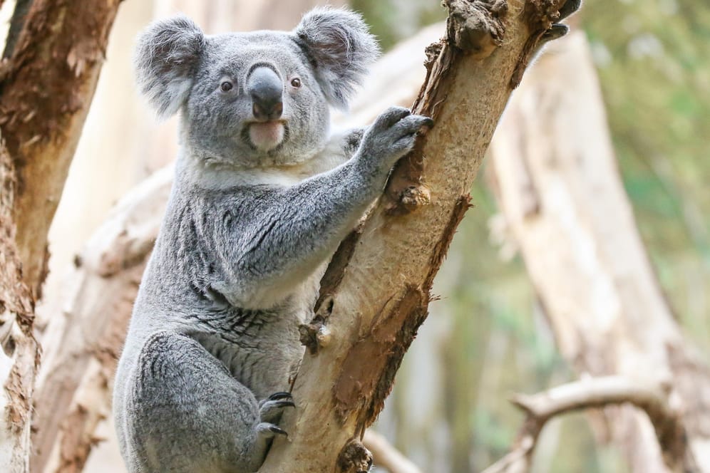 Der Koala Tinaroo: Er hat im Zoo Leipzig sein neues Zuhause gefunden.