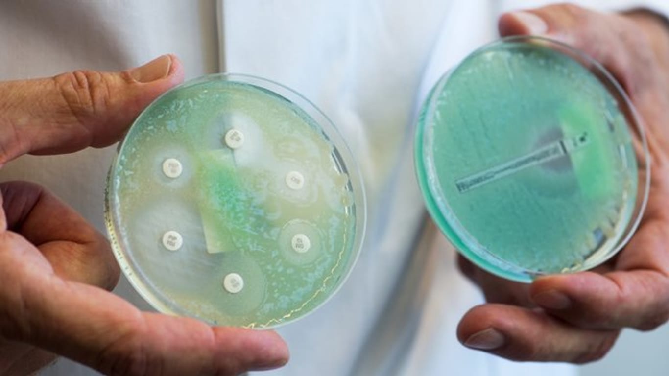 Petrischalen mit sogenannten Krankenhauskeimen, die Mehrfachresistenzen gegenüber Antibiotika aufweisen.