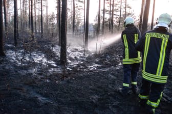 Feuerwehrleute löschen Glutnester auf dem ehemaligen Truppenübungsplatz in Südbrandenburg. Nun ist dort erneut ein Brand ausgebrochen.