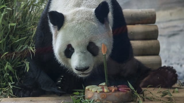 Im Berliner Zoo bekommt Panda-Männchen Jiao Qing ("Schätzchen") eine Torte zum Geburtstag. Im Berliner Zoo bekommt Panda-Männchen Jiao Qing ("Schätzchen") eine Torte zum Geburtstag.