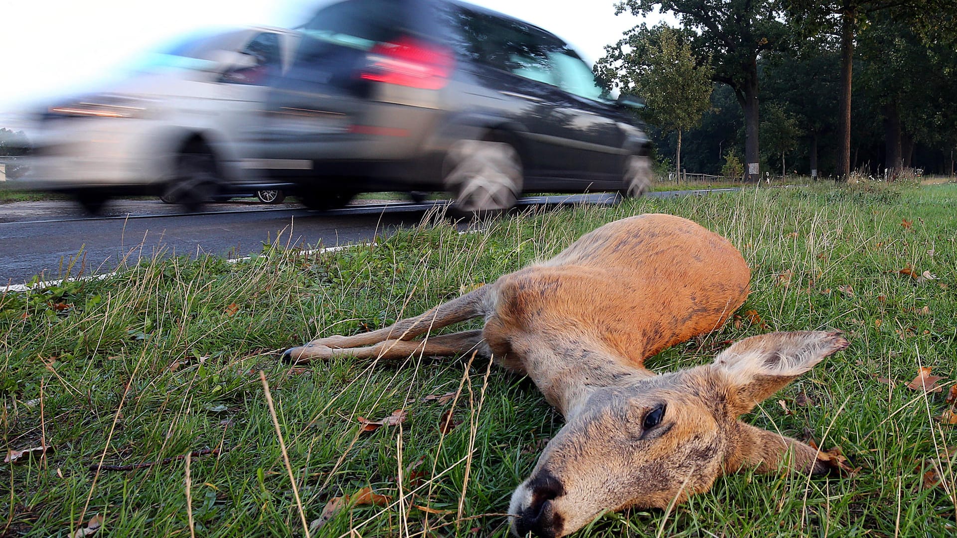 Wildunfall: Mit kreuzendem Wild sollten Autofahrer immer rechnen. Sie können das Risiko aber senken.