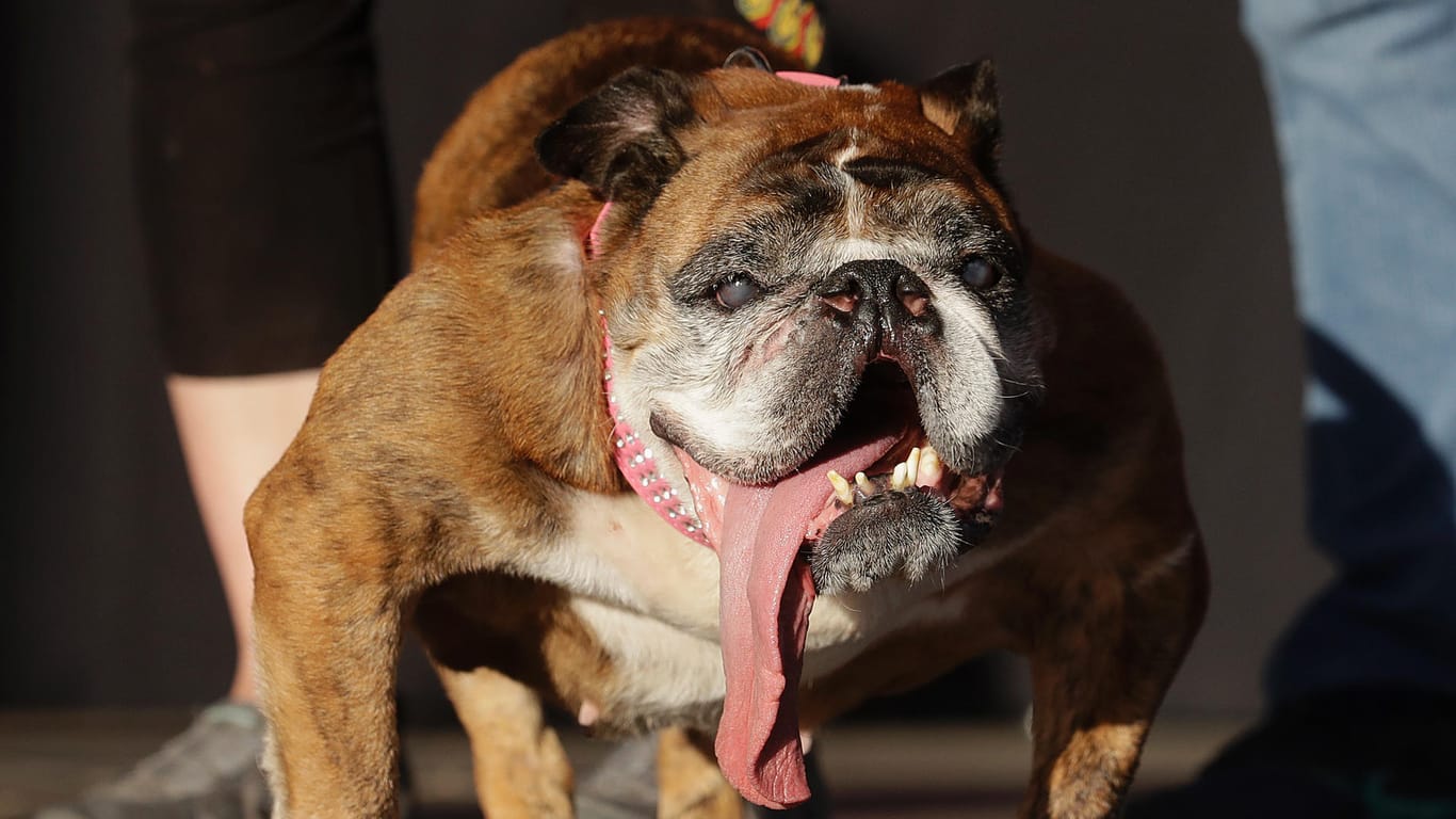 Zsa Zsa: Die englische Bulldoge wurde nach der Hollywood-Legende Zsa Zsa Gabor benannt.