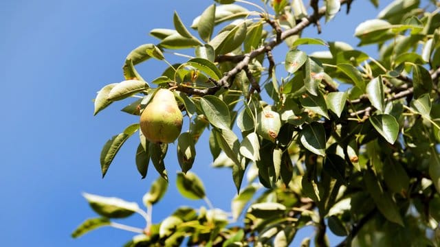 An Birnbaumblättern zeigen sich manchmal rote Flecken.