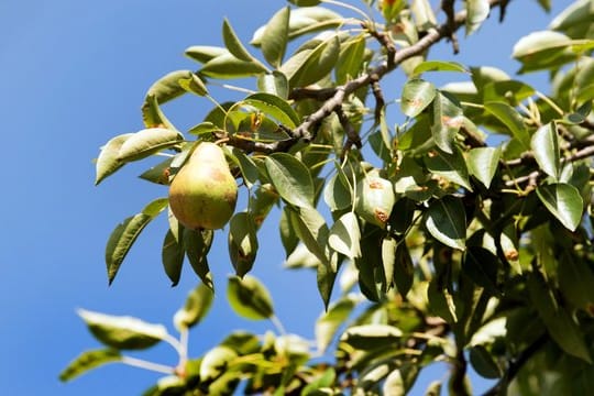 An Birnbaumblättern zeigen sich manchmal rote Flecken.