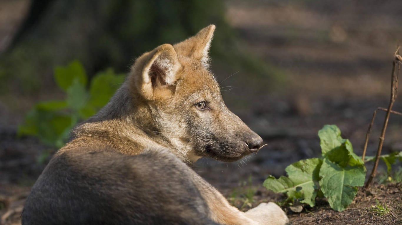 Der Verein Wolfsschutz-Deutschland möchte bei der Aufklärung helfen. Hinweise, die zur Täterfindung beitragen, werden mit bis zu 7000 Euro belohnt.