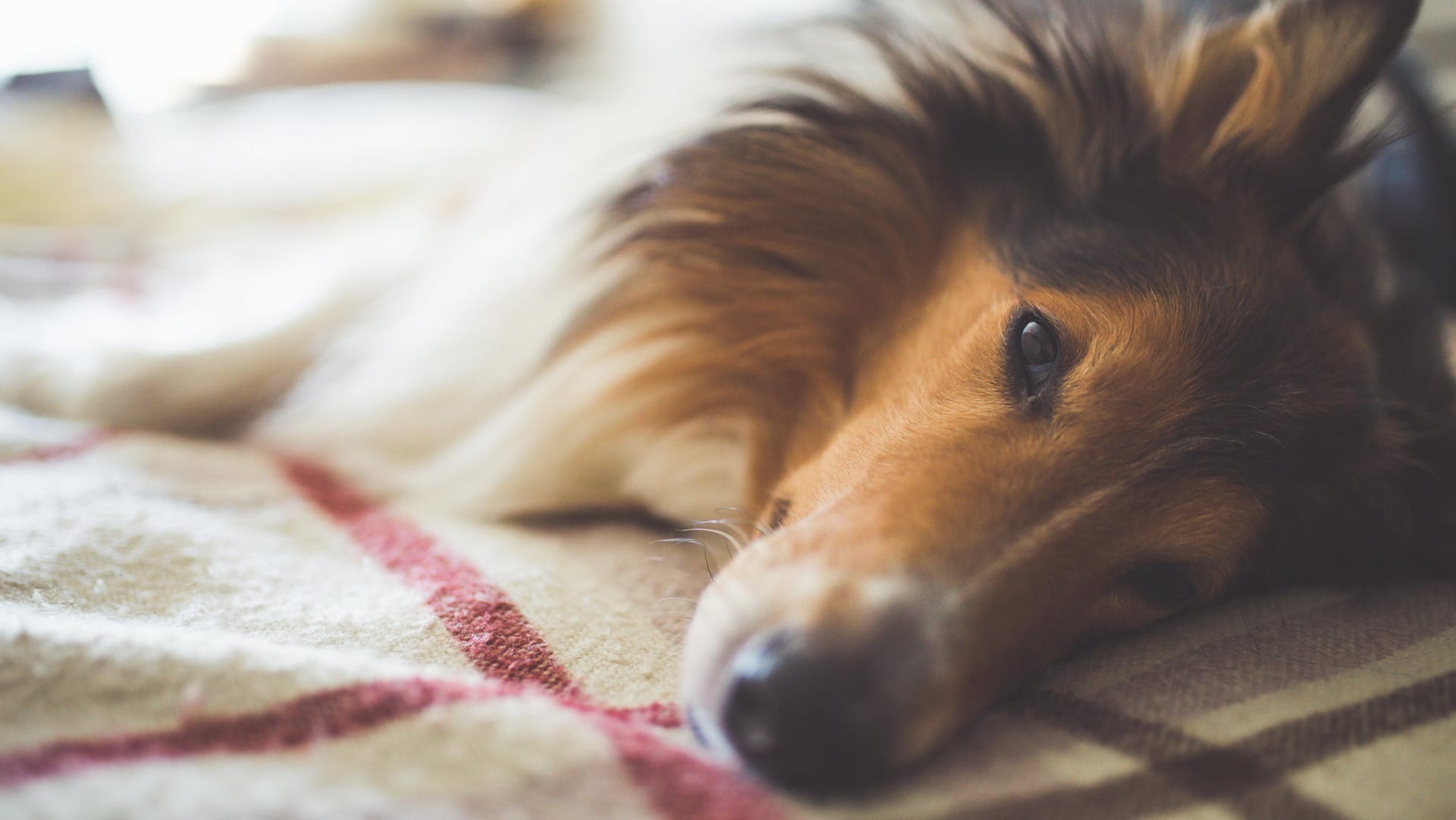 Liegender Hund: Nach einem Epilepsieanfall sind die meisten Tiere in der Regel erschöpft und benommen.