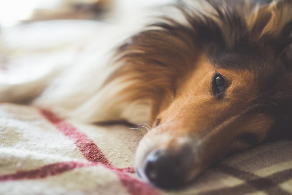 Liegender Hund: Nach einem Epilepsieanfall sind die meisten Tiere in der Regel erschöpft und benommen.