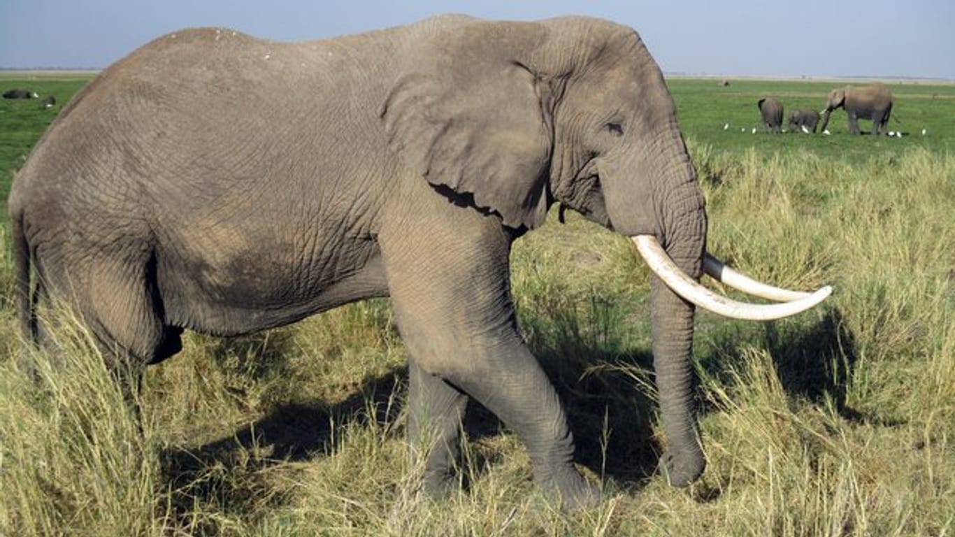 Ein Elefantenbulle im Amboseli-Nationalpark in Kenia.