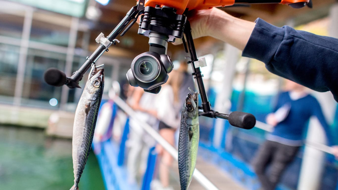 Fische hängen an der Drohne: Die drei Seehunde in Wilhelmshaven werden aber auch noch per Hand gefüttert.