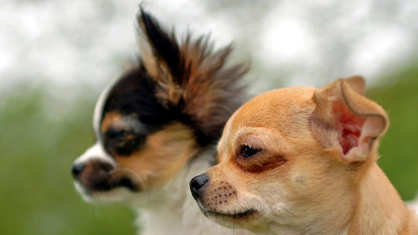 Zwei Chihuahuas: Eine tschechische Hundehalterin wird der Tierquälerei verdächtigt. (Symbolbild)