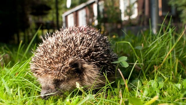 Igel: Igel sind häufiger zu Gast im Garten. Für Mähroboter sind sie im dichten Gras oftmals kein wahrzunehmendes Hindernis.