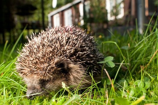 Igel: Igel sind häufiger zu Gast im Garten. Für Mähroboter sind sie im dichten Gras oftmals kein wahrzunehmendes Hindernis.