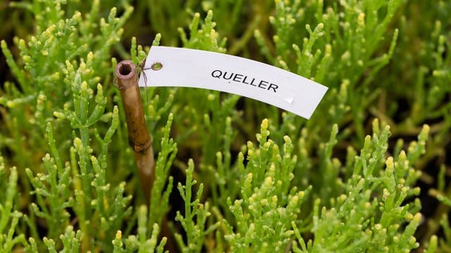 Die Pflanze Queller - auch Salicornia oder Meeresspargel genannt - in einem Gewächshaus im Ökowerk Emden.