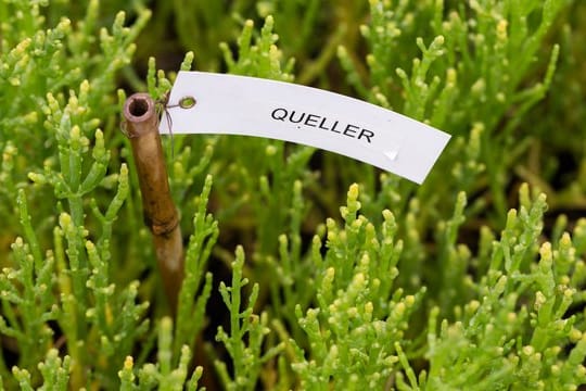 Die Pflanze Queller - auch Salicornia oder Meeresspargel genannt - in einem Gewächshaus im Ökowerk Emden.