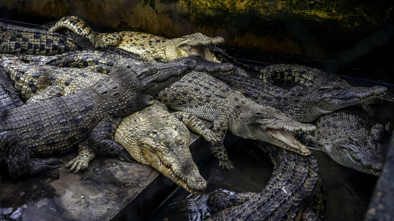 Krokodile in Indonesien (Symbolbild): Fast 300 Tiere wurden aus Rache abgeschlachtet.