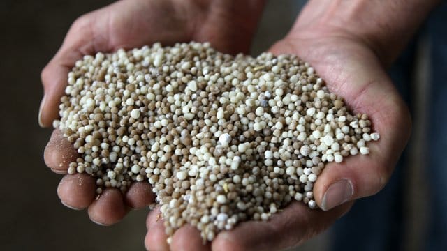 NP-Dünger (Stickstoff-Phosphor-Dünger) hält ein Mitarbeiter eines Agrarhändlers in den Händen. NP-Dünger (Stickstoff-Phosphor-Dünger) hält ein Mitarbeiter eines Agrarhändlers in den Händen.