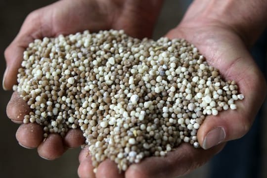 NP-Dünger (Stickstoff-Phosphor-Dünger) hält ein Mitarbeiter eines Agrarhändlers in den Händen.