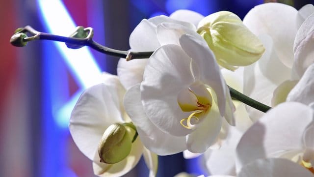 Orchidee